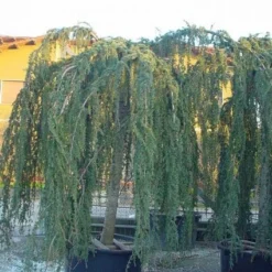 Treurceder Als Boom (Cedrus Libani 'Glauca Pendula') -Tuin Stek Verkoop 20120220144057 9