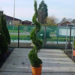 Leylandcipres Als Spiraal (Cupressocyparis Leylandii 'Castlewellan Gold' )