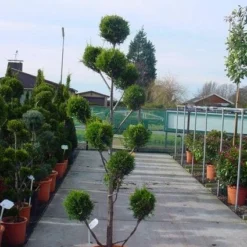 Cupressocyparis Als Bonsai (Cupressocyparis Leylandii 'Castlewellan Gold' ) -Tuin Stek Verkoop 20120220151242 7