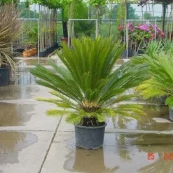 Cycaspalm (Cycas Revoluta) -Tuin Stek Verkoop 20120220154507 5