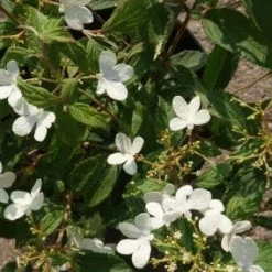 Sneeuwbal (Viburnum Plicatum 'Watanabe') 10 Sneeuwbal (Viburnum Plicatum 'Watanabe') -Tuin Stek Verkoop 20120221135107 8