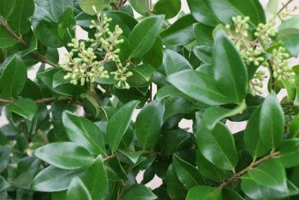 Liguster (Ligustrum Japonicum 'Texanum') 1 Liguster (Ligustrum Japonicum 'Texanum')