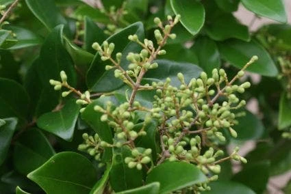Liguster (Ligustrum Japonicum 'Texanum') 2 Liguster (Ligustrum Japonicum 'Texanum') - Afbeelding 2