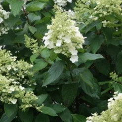 Pluimhortensia (Hydrangea Paniculata 'Unique') -Tuin Stek Verkoop 20120225112804 5