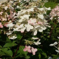 Pluimhortensia (Hydrangea Paniculata 'Unique') -Tuin Stek Verkoop 20120225112900 5