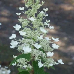 Pluimhortensia (Hydrangea Paniculata 'Tardiva') -Tuin Stek Verkoop 20120225115912 2