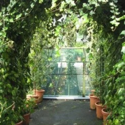 Klimop In Boogvorm (Hedera Hibernica) -Tuin Stek Verkoop 20120226104942 1