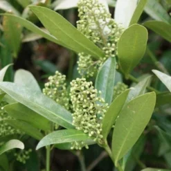 Skimmia (Skimmia Confusa 'Kew Green') -Tuin Stek Verkoop 20120228154247 3