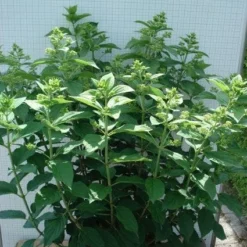 Pluimhortensia (Hydrangea Paniculata 'Unique') -Tuin Stek Verkoop 20120305135303 5