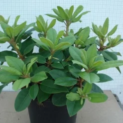 Rhododendron (Rhododendron Catawbiense 'Boursault') -Tuin Stek Verkoop 20120305135536 2