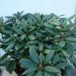 Rhododendron (Rhododendron Catawbiense 'Boursault') -Tuin Stek Verkoop 20120305140234 2