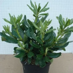 Rhododendron (Rhododendron 'Nova Zembla') -Tuin Stek Verkoop 20120305140253 7