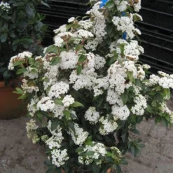 Groenblijvende Sneeuwbal (Viburnum Tinus 'Eve Price') -Tuin Stek Verkoop 20120821145045 50 10