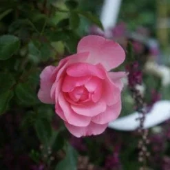 Trosroos (Rosa 'Bonica 82') -Tuin Stek Verkoop 20121002143948 1