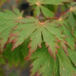 Japanse Esdoorn (Acer Japonicum 'Aconitifolium') -Tuin Stek Verkoop 20121003154202 10