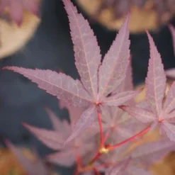 Japanse Esdoorn (Acer Palmatum 'Bloodgood') -Tuin Stek Verkoop 20121003154430 12
