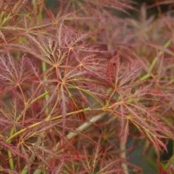 Japanse Esdoorn (Acer Palmatum 'Ornatum') -Tuin Stek Verkoop 20121003155024 10
