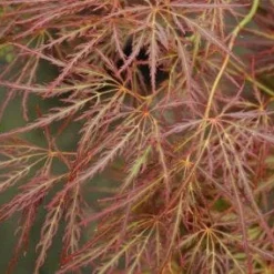Japanse Esdoorn (Acer Palmatum 'Ornatum')
