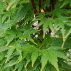 Japanse Esdoorn (Acer Palmatum 'Sangokaku') -Tuin Stek Verkoop 20121003155550 9