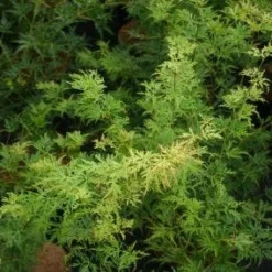 Japanse Esdoorn (Acer Palmatum 'Seiryu') -Tuin Stek Verkoop 20121003155629 6