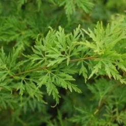 Japanse Esdoorn (Acer Palmatum 'Seiryu')