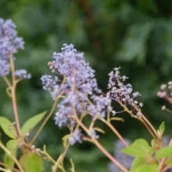 Amerikaanse Sering (Ceanothus 'Gloire De Versailles') -Tuin Stek Verkoop 20121003161538 4