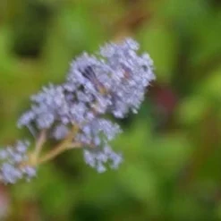 Amerikaanse Sering (Ceanothus 'Gloire De Versailles') -Tuin Stek Verkoop 20121003161556 4