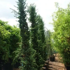 Zuilvormige Ceder (Cedrus Libani 'Fastigiata') -Tuin Stek Verkoop 20121003161759 10