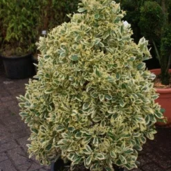 Kardinaalshoed Als Pyramide (Euonymus Japonicus 'Bravo') -Tuin Stek Verkoop 20121003163723 3
