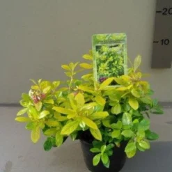 Uitgelichte producten -Tuin Stek Verkoop 20121016144901 1