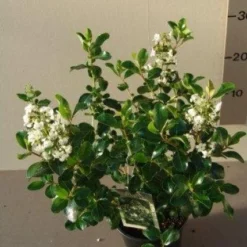 Escallonia (Escallonia 'Iveyi') -Tuin Stek Verkoop 20121016145012 3