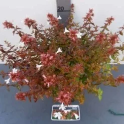 Abelia (Abelia Grandiflora 'Sherwood') -Tuin Stek Verkoop 20121017125907 2 1