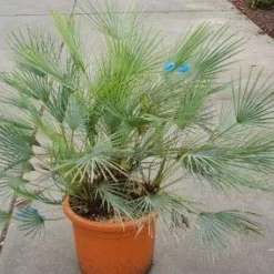 Dwergpalm (Chamaerops Humilis 'Cerifera') -Tuin Stek Verkoop 20121229150623 2