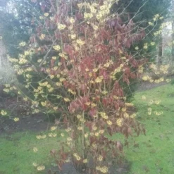 Toverhazelaar (Hamamelis Mollis) -Tuin Stek Verkoop 20130113140034 40 8