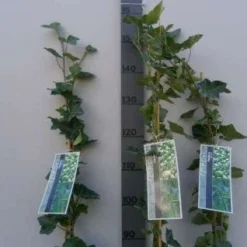 Klimop In Boogvorm (Hedera Hibernica) -Tuin Stek Verkoop 20130120142024 1