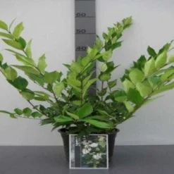 Liguster (Ligustrum Japonicum 'Texanum') 9 Liguster (Ligustrum Japonicum 'Texanum') -Tuin Stek Verkoop 20130120144123 7