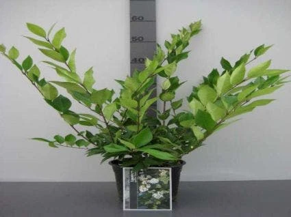 Liguster (Ligustrum Japonicum 'Texanum') 3 Liguster (Ligustrum Japonicum 'Texanum') - Afbeelding 3