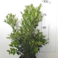 Liguster (Ligustrum Japonicum 'Texanum') 10 Liguster (Ligustrum Japonicum 'Texanum') -Tuin Stek Verkoop 20130120144147 7