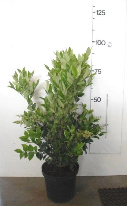 Liguster (Ligustrum Japonicum 'Texanum') 4 Liguster (Ligustrum Japonicum 'Texanum') - Afbeelding 4