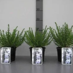 Prostanthera (Prostanthera Cuneata) -Tuin Stek Verkoop 20130120155913 1