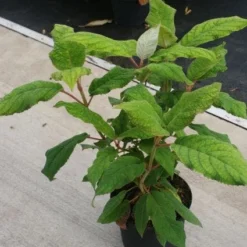 Fluweelhortensia (Hydrangea Aspera 'Macrophylla') -Tuin Stek Verkoop 20130121123911 6