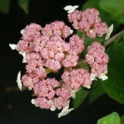 Fluweelhortensia (Hydrangea Aspera 'Macrophylla') -Tuin Stek Verkoop 20130121123942 6