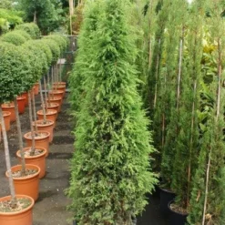 Jeneverbes (Juniperus Communis 'Hibernica') -Tuin Stek Verkoop 20130121125813 7