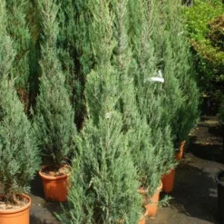 Jeneverbes (Juniperus Scopulorum 'Skyrocket') -Tuin Stek Verkoop 20130121125843 6 1