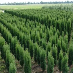 Zuiltaxus (Taxus Baccata 'Fastigiata Robusta') -Tuin Stek Verkoop 20130121131927 17