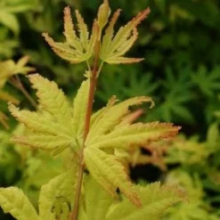 Japanse Esdoorn (Acer Palmatum 'Orange Dream') -Tuin Stek Verkoop 20130121134107 4