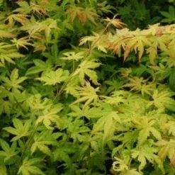 Japanse Esdoorn (Acer Palmatum 'Orange Dream') -Tuin Stek Verkoop 20130121134146 4
