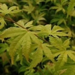 Japanse Esdoorn (Acer Palmatum 'Orange Dream') -Tuin Stek Verkoop 20130121134212 4