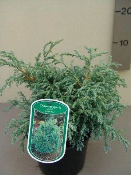 Dwergcypres (Chamaecyparis 'Baby Blue') 1 Dwergcypres (Chamaecyparis 'Baby Blue')