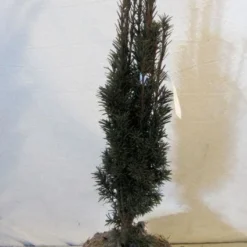 Zuiltaxus (Taxus Baccata 'Fastigiata Robusta') -Tuin Stek Verkoop 20130125132756 17